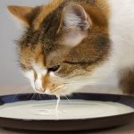 cats drink almond milk