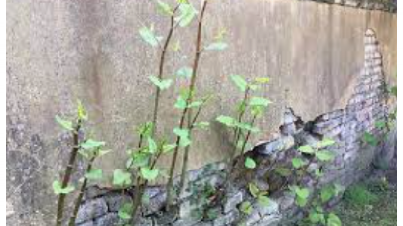 How Japanese Knotweed can affect your building