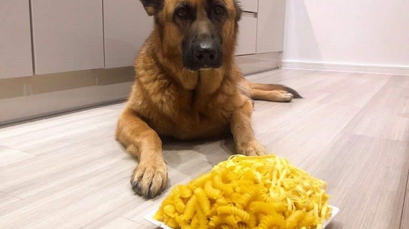 Can dogs eat pasta?