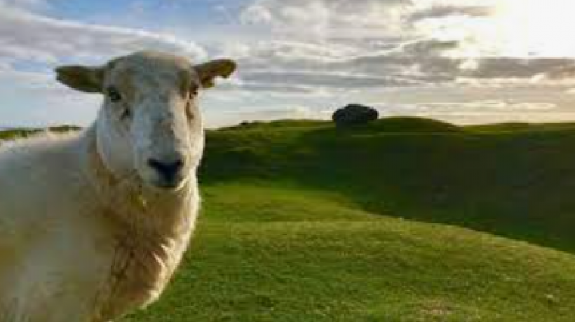 History of the Wool trade in the UK